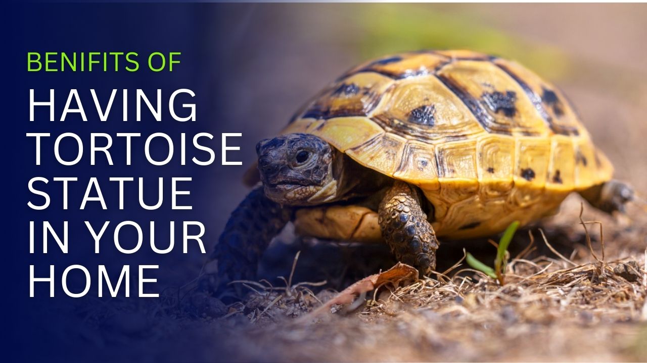 Tortoise statue in your home